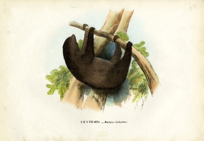 Bradipo dalla gola pallida, 1863-79 da Raimundo Petraroja